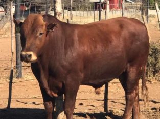 Where to order healthy bulls and heifers