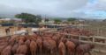 Cattle And Calves – Call/Whatsapp +27810876009