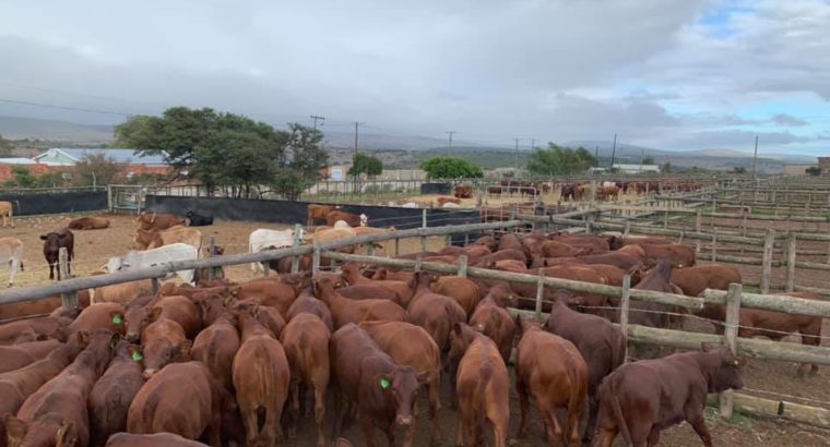 Cattle And Calves – Call/Whatsapp +27810876009