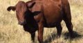 Buy Bonsmara cows online
