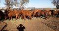 Buy Bonsmara cows online