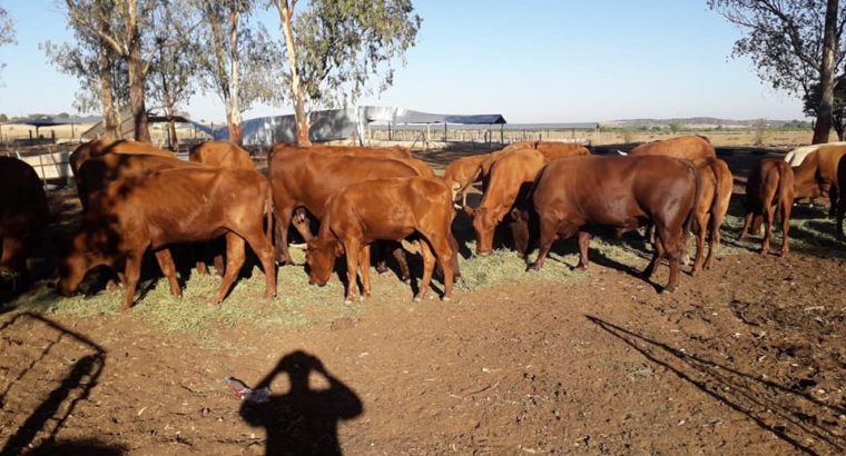 Buy Bonsmara cows online