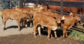 Buy cattle and calves online