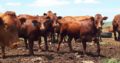 cattle sellers