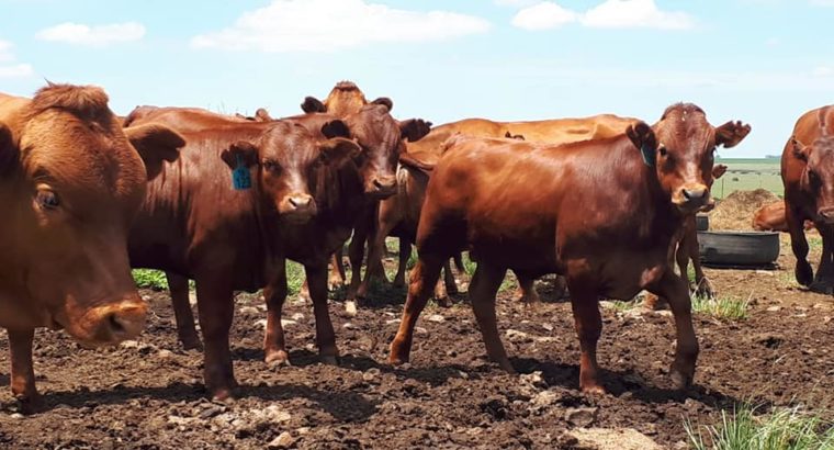 cattle sellers