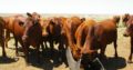 cattle sellers