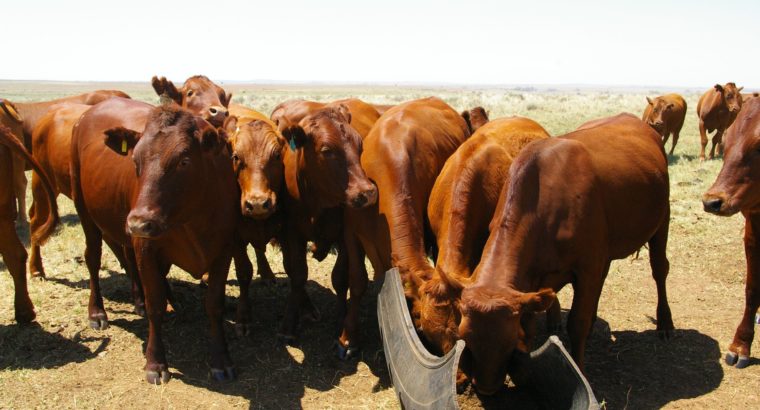 cattle sellers