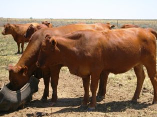 Buy Cattle heifers