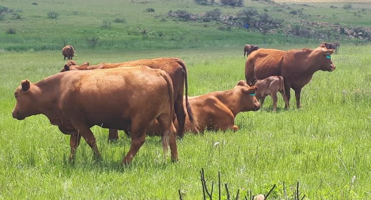 Livestock online