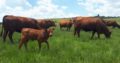 Purebreed Bonsmara heifers and bulls