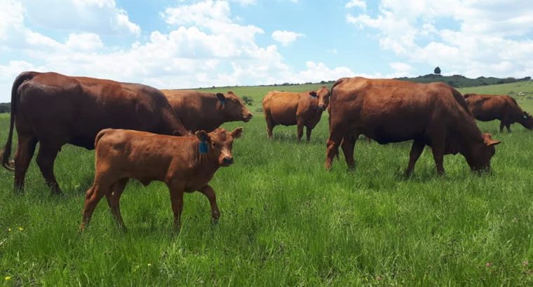 Purebreed Bonsmara heifers and bulls