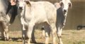 Bonsmara/Brahman cattle and calves online