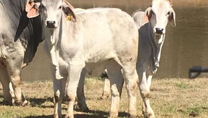 Bonsmara/Brahman cattle and calves online