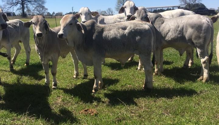Healthy Nguni and Brahman cattle online