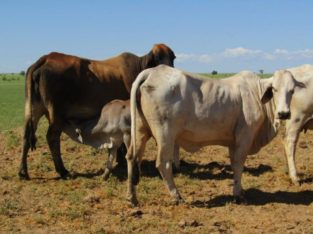 cattle for sale