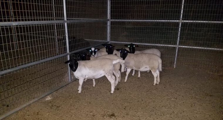 livestock for sale
