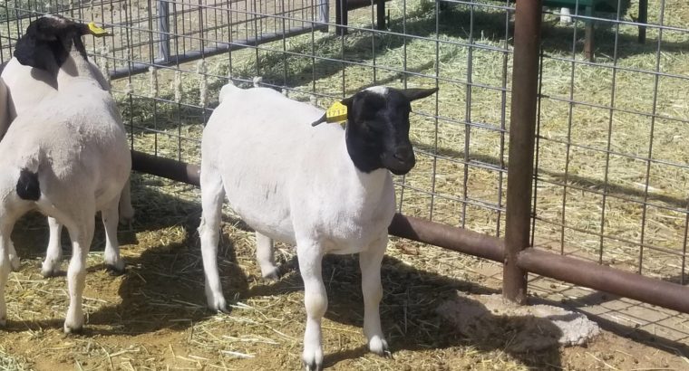 Livestock online