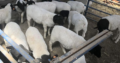 Dorper and Merino Sheep – Whatsapp +27810876009
