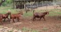 Boer and Kalahari goats online
