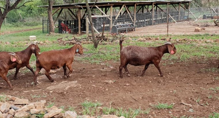 Boer and Kalahari goats online