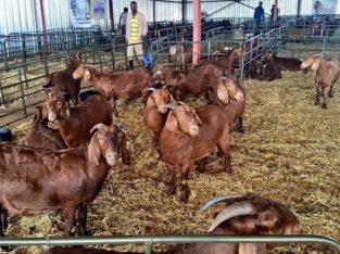 Buy cheap Kalahari goats auction sales