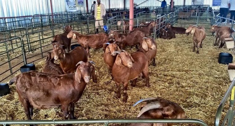 Purebreed Healthy Kalahari goats online