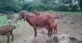 Kalahari Buck and ewes online