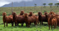 Kalahari and boer goats supplier