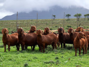 Kalahari and boer goats supplier