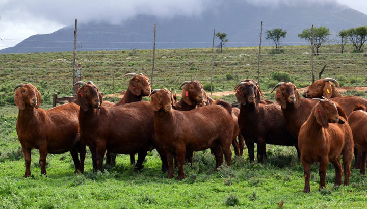 Kalahari and boer goats supplier