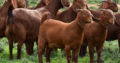 Kalahari and boer goats supplier