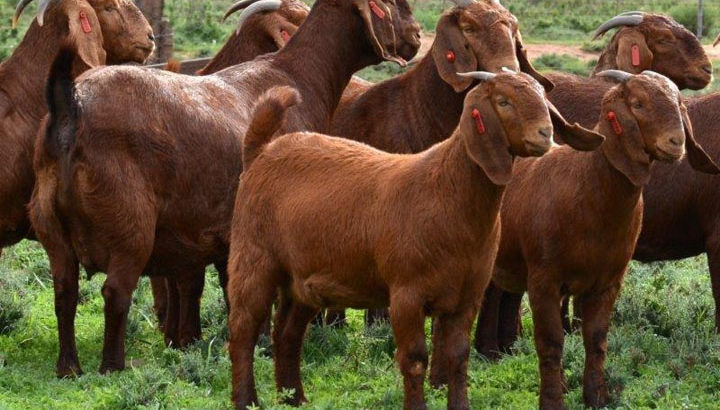 Kalahari and boer goats supplier
