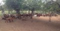 Kalahari goats suppliers
