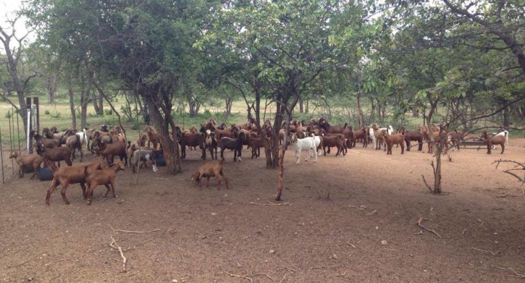 Kalahari goats suppliers