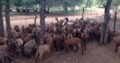 Kalahari goats suppliers