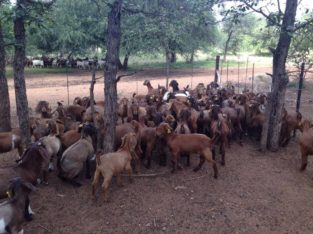 Kalahari goats suppliers