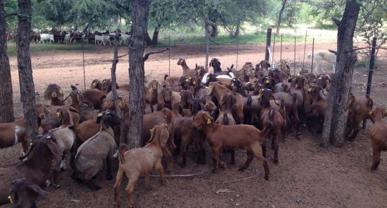 Kalahari goats suppliers