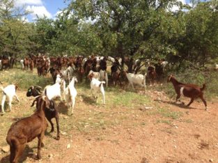 Order Boer and Kalahari goats online