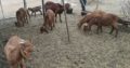 Best price Boer/Kalahari Goats online
