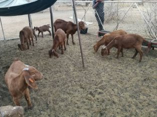 Best price Boer/Kalahari Goats online