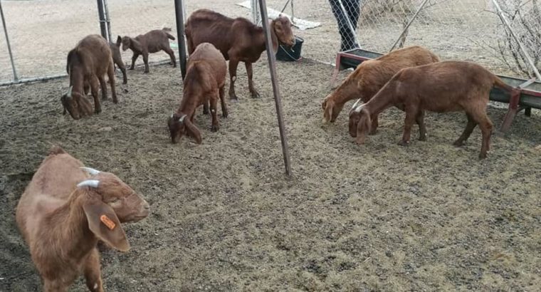 Best price Boer/Kalahari Goats online