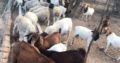 Healthy purebreed Kalahari and Boer goats