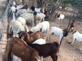 Healthy purebreed Kalahari and Boer goats