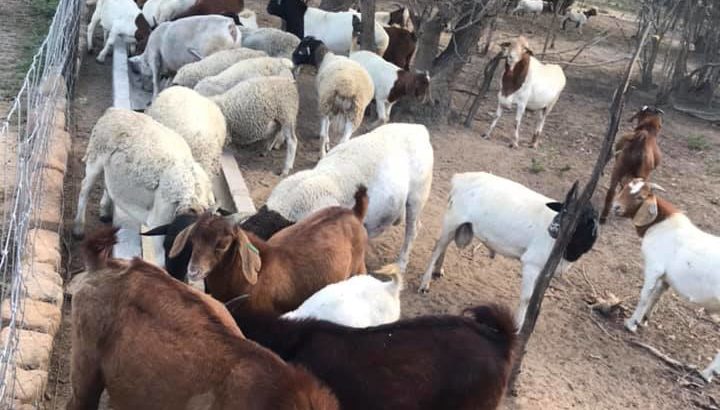 Healthy purebreed Kalahari and Boer goats