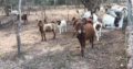 Livestock online