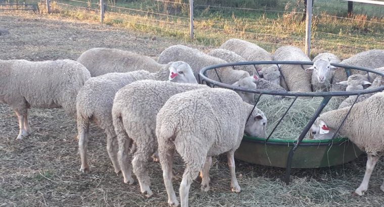 Dorper and Merino Sheep – Whatsapp +27810876009