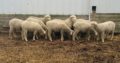 Good price lambs for sale
