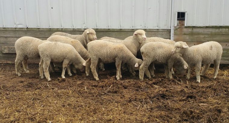 Good price lambs for sale