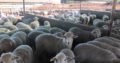 Suppliers of Dorper and Merino sheep online