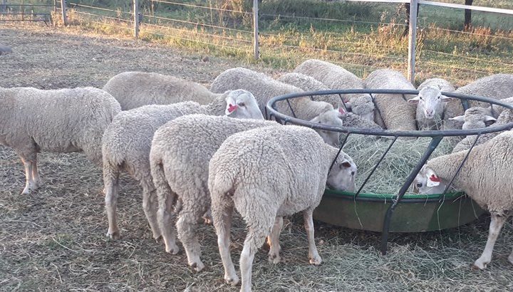 Buy Merino lambs online